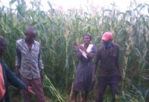 7 year old girl raped, stabbed, dumped in a maize plantation at Mutongwe village