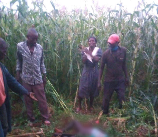 7 year old girl raped, stabbed, dumped in a maize plantation at Mutongwe village