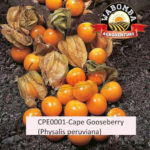 Have you collected your Gooseberry seedlings?