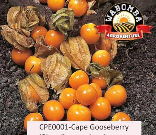 Have you collected your Gooseberry seedlings?