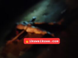 GRAPHIC: Two motorbike thieves with links in Uganda lynched in Bungoma